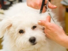 Tund catei la domiciliu, Frizerie canina, Tuns bishon, Vet Grooming Bison