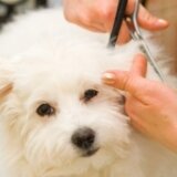 Tund catei la domiciliu, Frizerie canina, Tuns bishon, Vet Grooming Bison